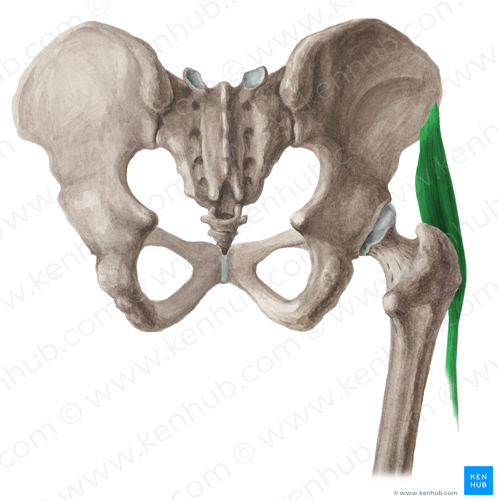 Tensor fasciae latae muscle (#6072)