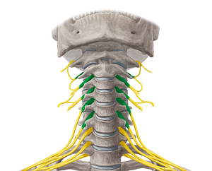 Anterior rami of spinal nerves C2-C6 (#18532)