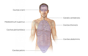 Cavities of the body (Latin)