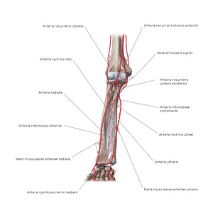 Arteries of the forearm: Anterior view (Latin)