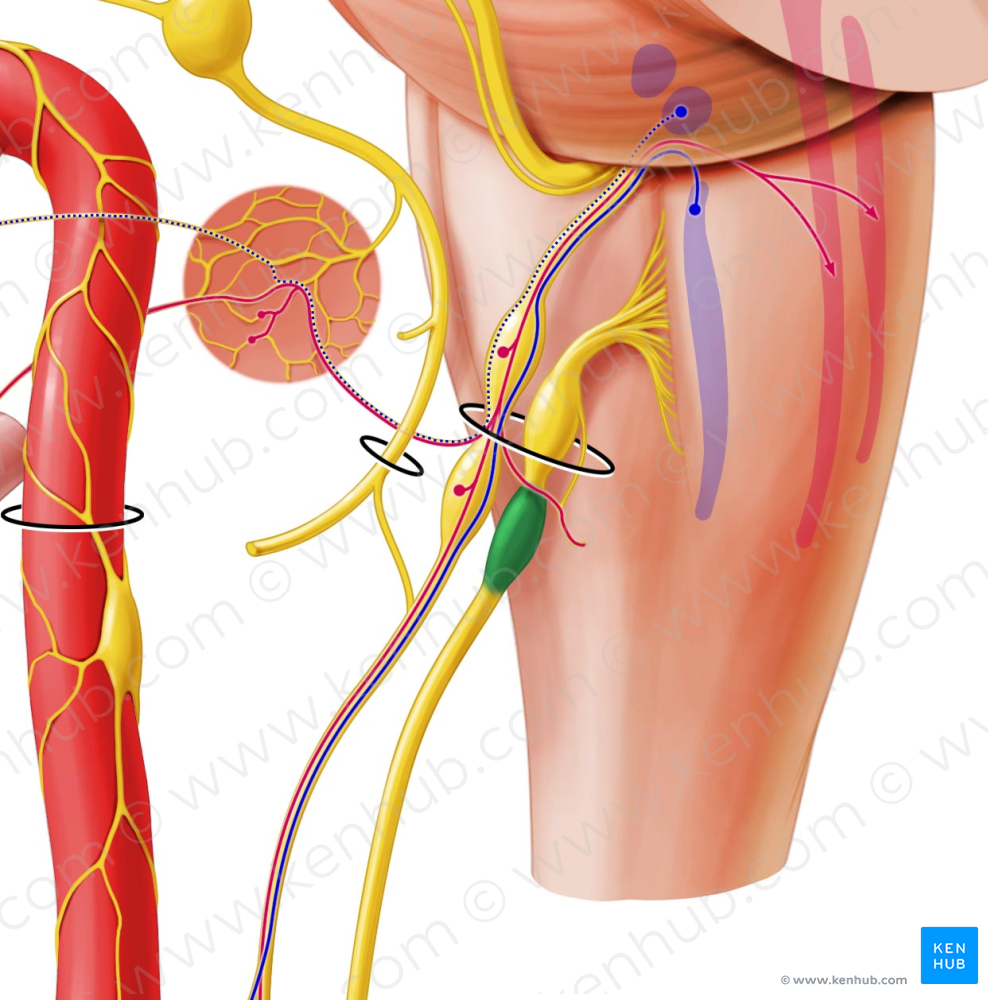 Inferior ganglion of vagus nerve (#3982)