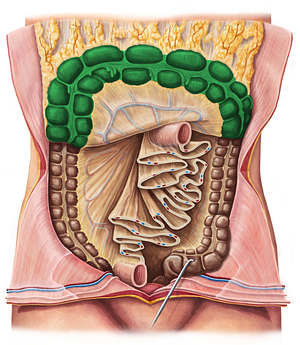 Transverse colon (#2755)