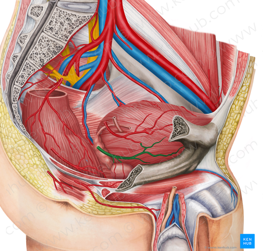 Right inferior vesical artery (#1979)