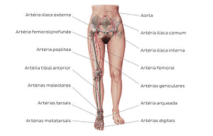 Main arteries of the lower limb (Portuguese)