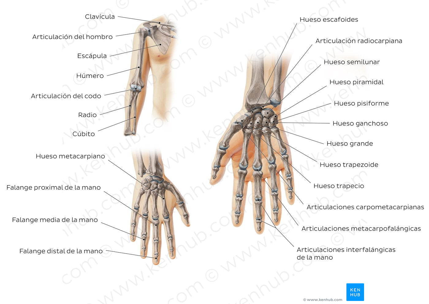 Main bones of the upper extremity (Spanish)