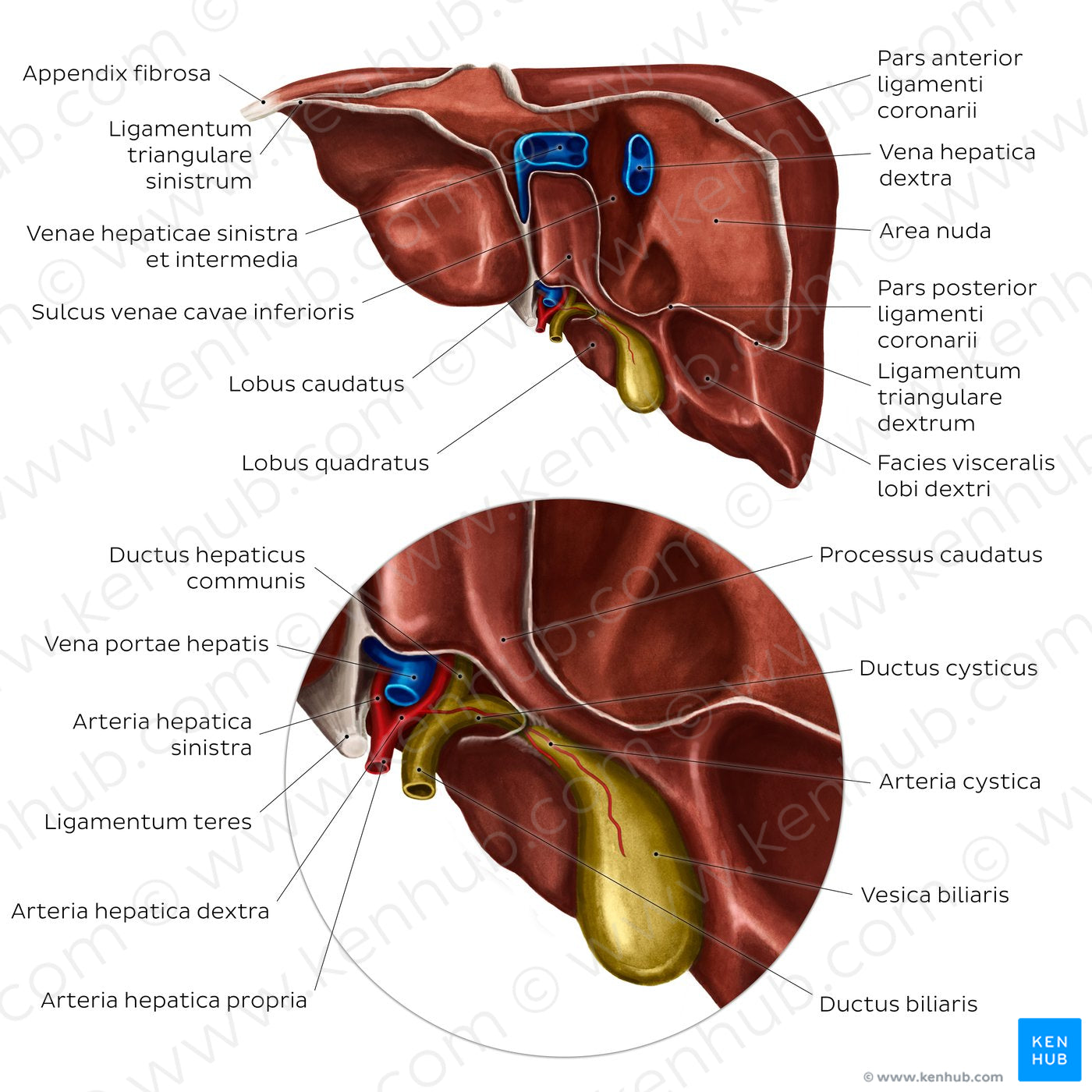 Posterior view of the liver (Latin)