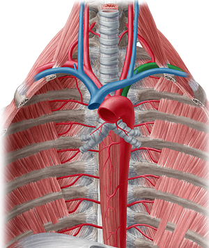 Left subclavian artery (#1833)