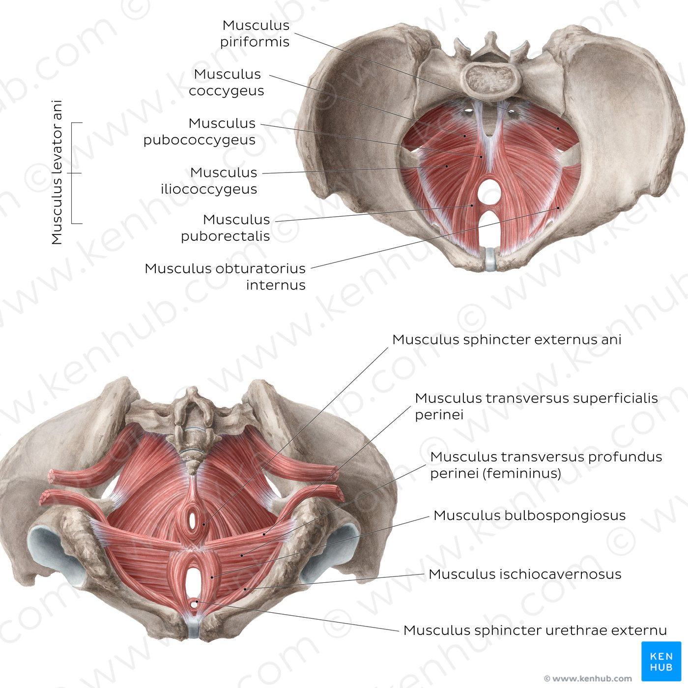 Muscles of the pelvic floor (Latin)