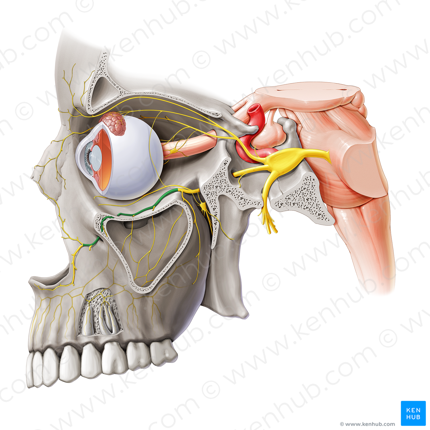 Infraorbital nerve (#6483)