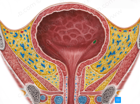 Left ureteric orifice (#7555)