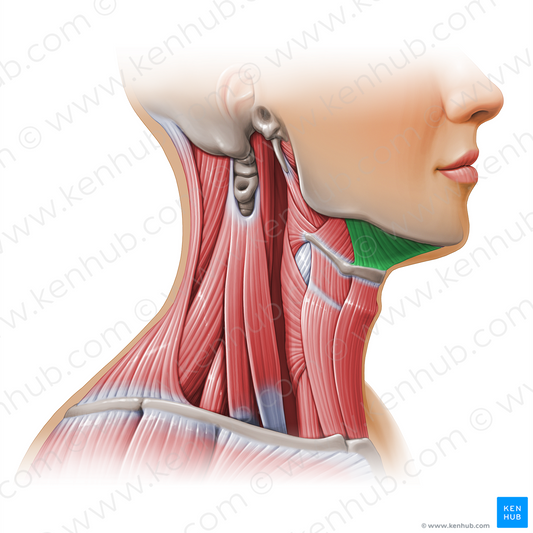 Mylohyoid muscle (#11142)