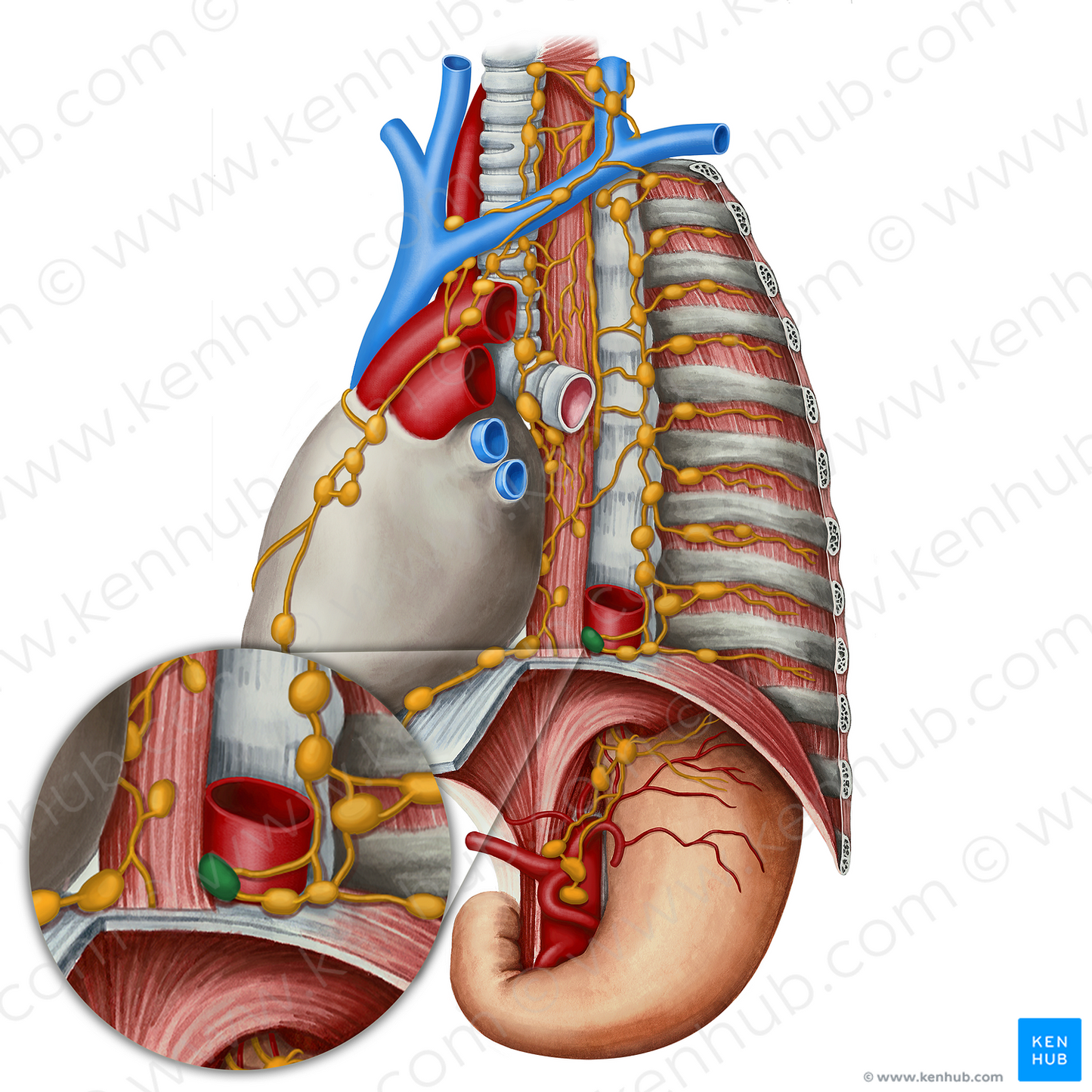 Interaorticoesophageal lymph node (#21820)