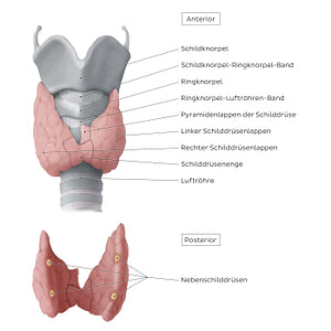 Thyroid and parathyroid glands (German)
