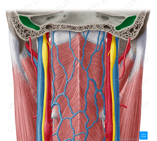 Superior bulb of internal jugular vein (#2257)