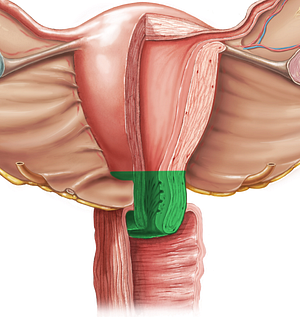 Cervix of uterus (#2578)