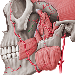 Posterior superior alveolar artery (#879)