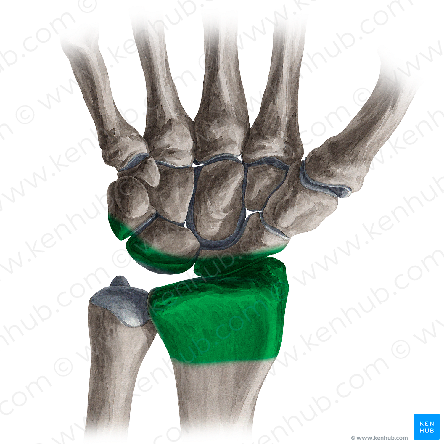 Radiocarpal joint (#575)