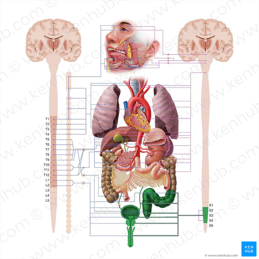 Pelvic splanchnic nerves (#18578)