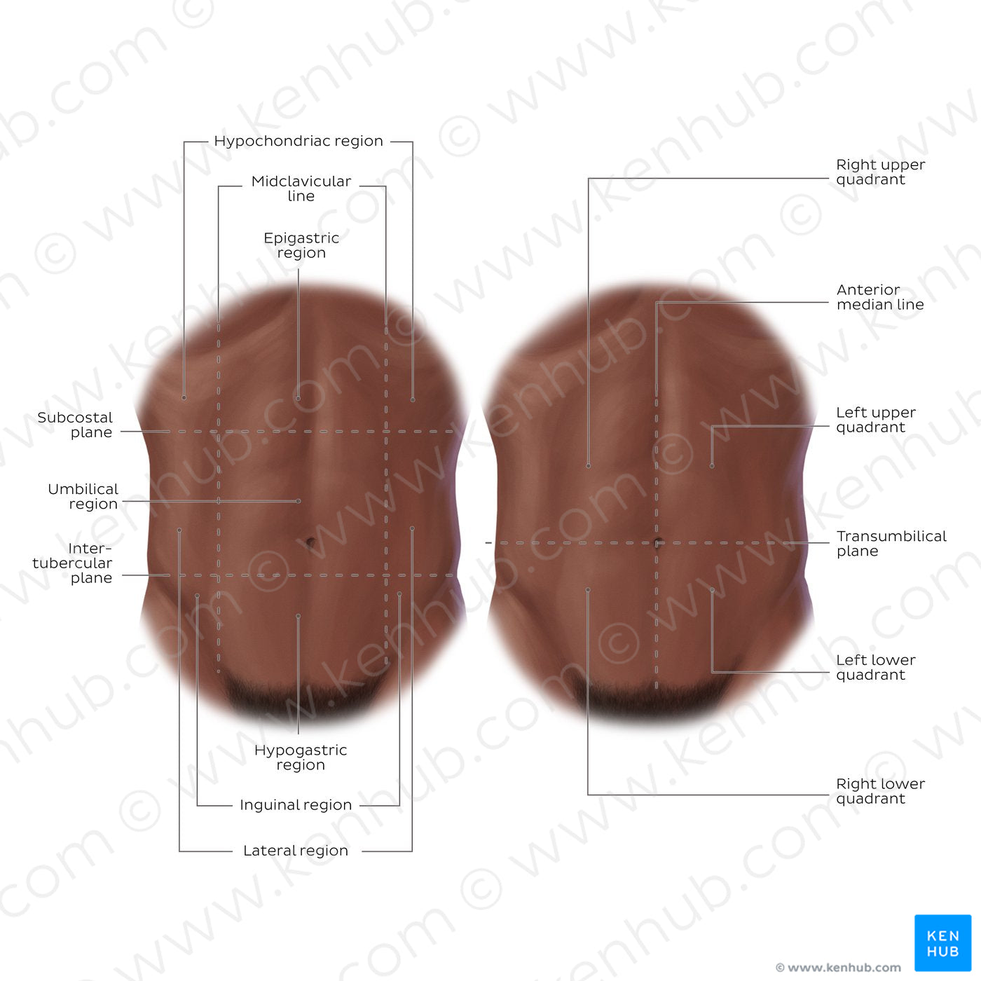 Regions of the abdomen (English)