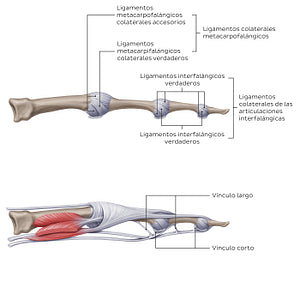 Ligaments of the metacarpals and phalanges: Lateral view (Spanish)