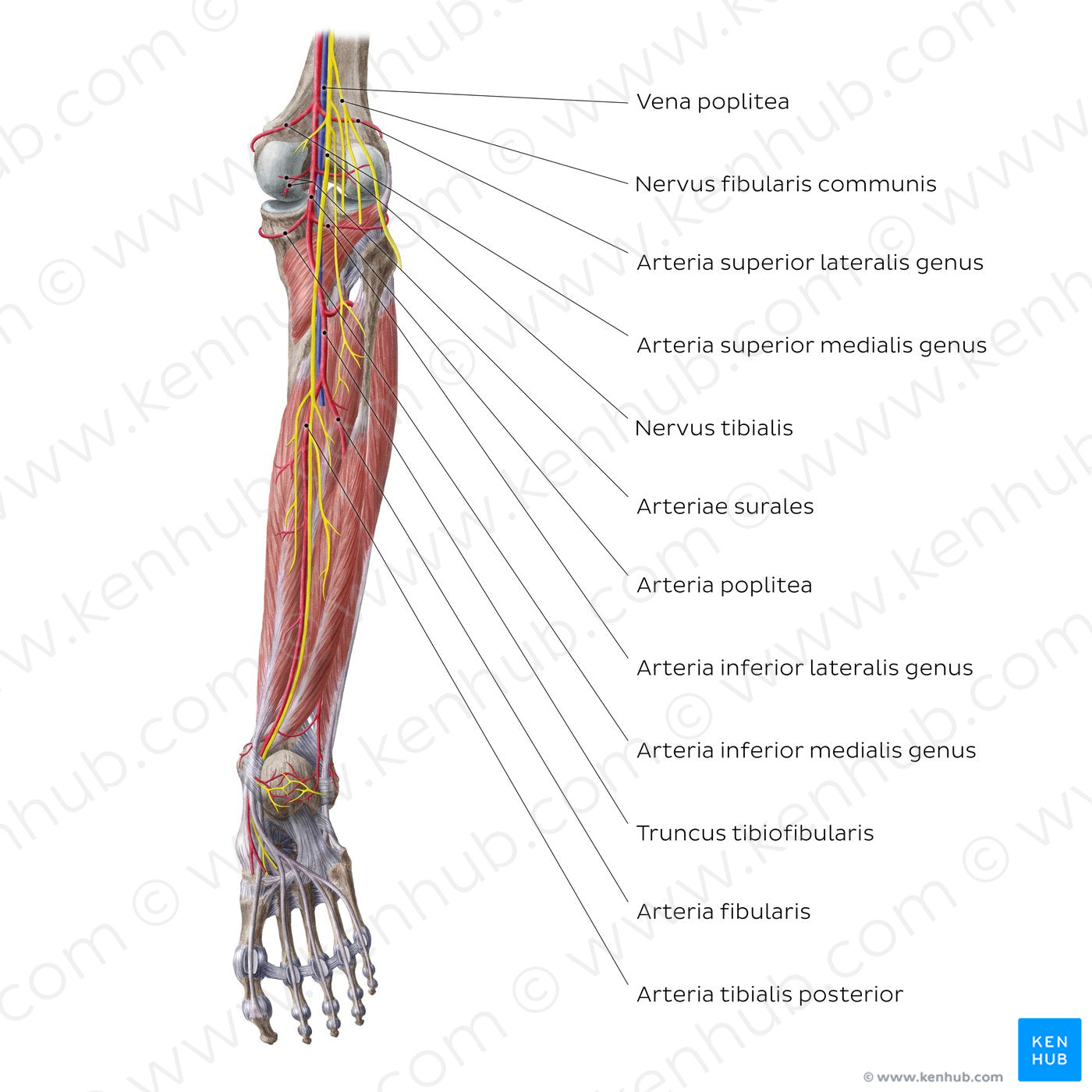 Neurovasculature of the leg and knee (posterior view) (Latin)