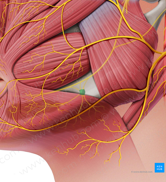 Submandibular ganglion (#4017)