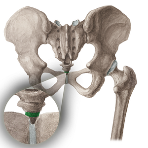 Vertebra Co3 (#16050)