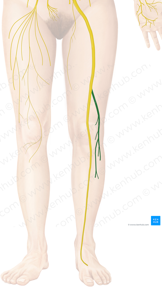 Common fibular nerve (#6660)