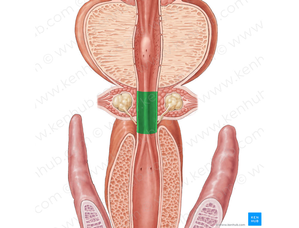 Membranous part of urethra (#7737)