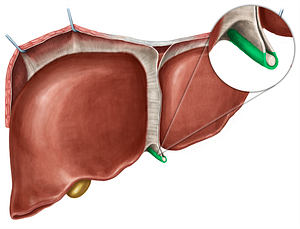 Round ligament of liver (#4629)