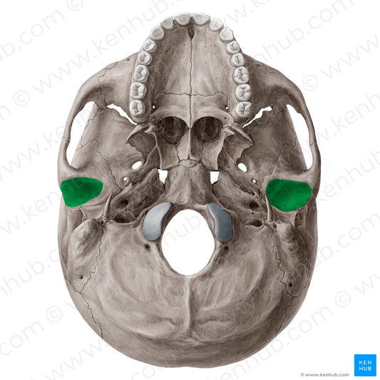 Mandibular fossa of temporal bone (#21535)