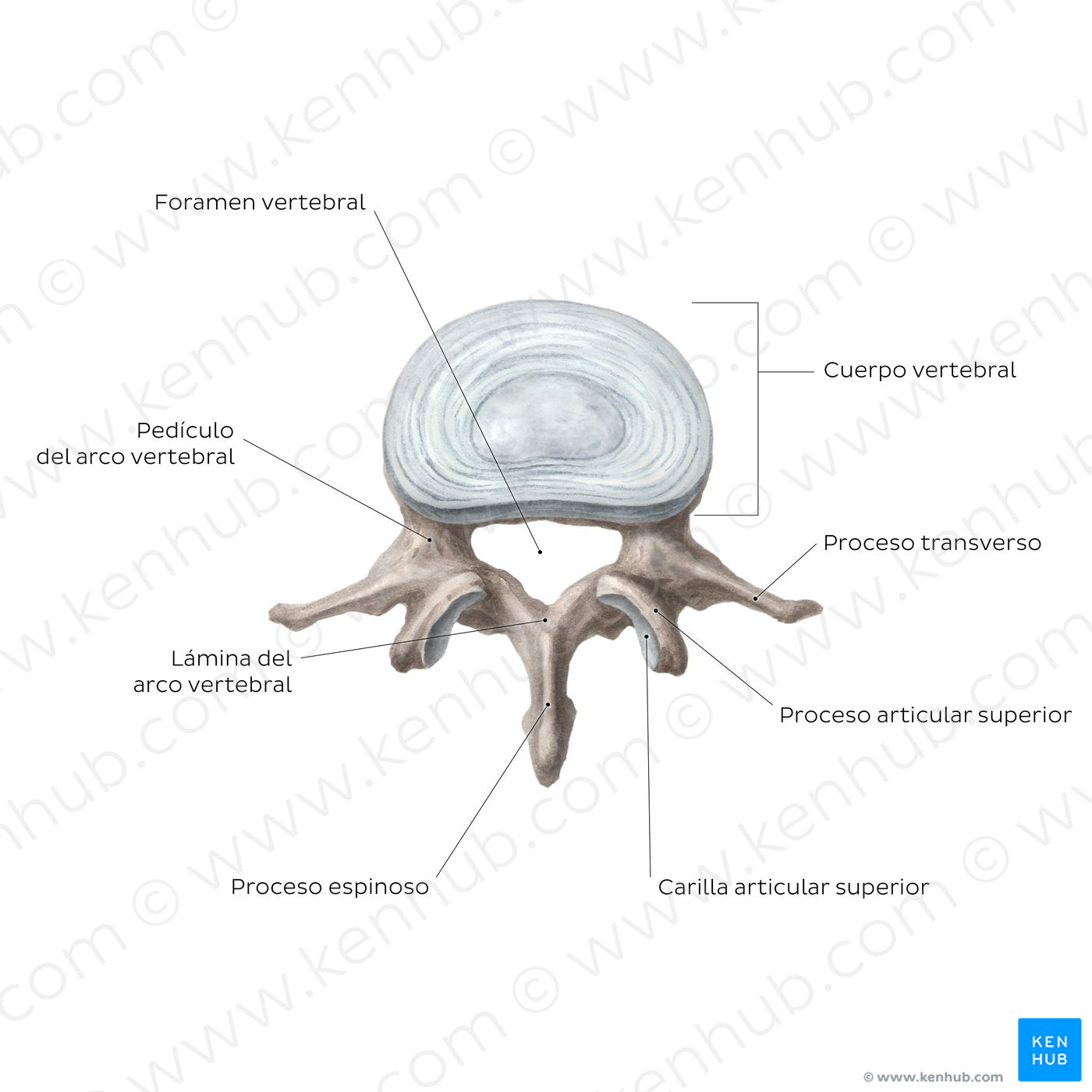 Typical vertebra (Spanish)