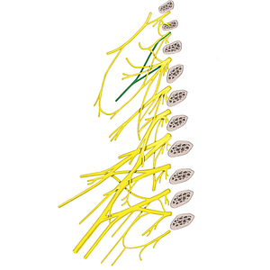 Trapezius branch of cervical plexus (#8824)