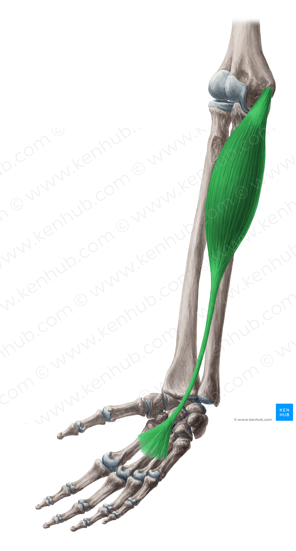 Palmaris longus muscle (#5708)