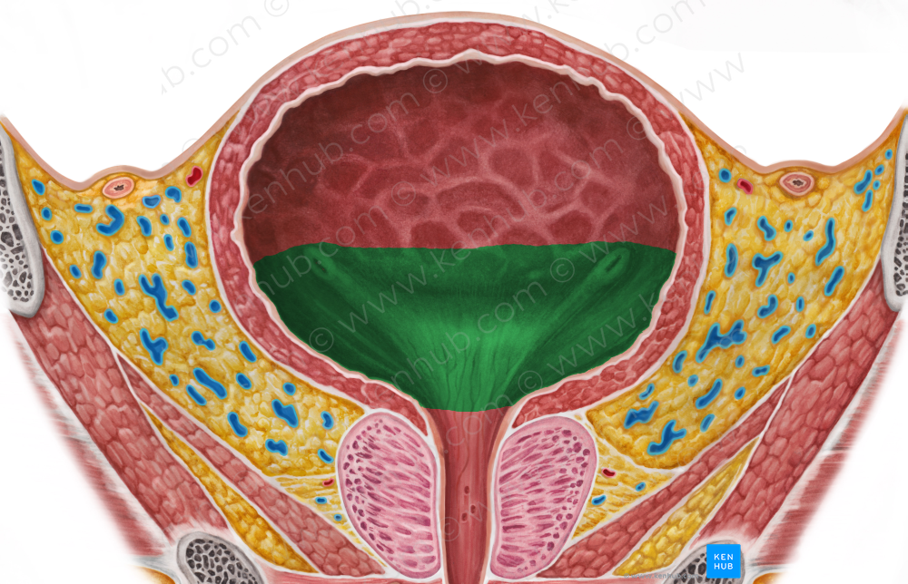 Fundus of urinary bladder (#3936)