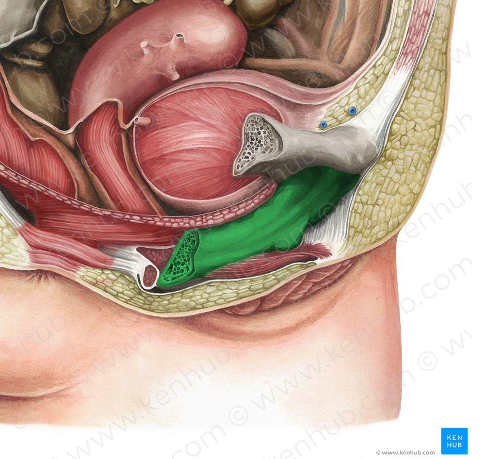 Inferior pubic ramus (#8703)