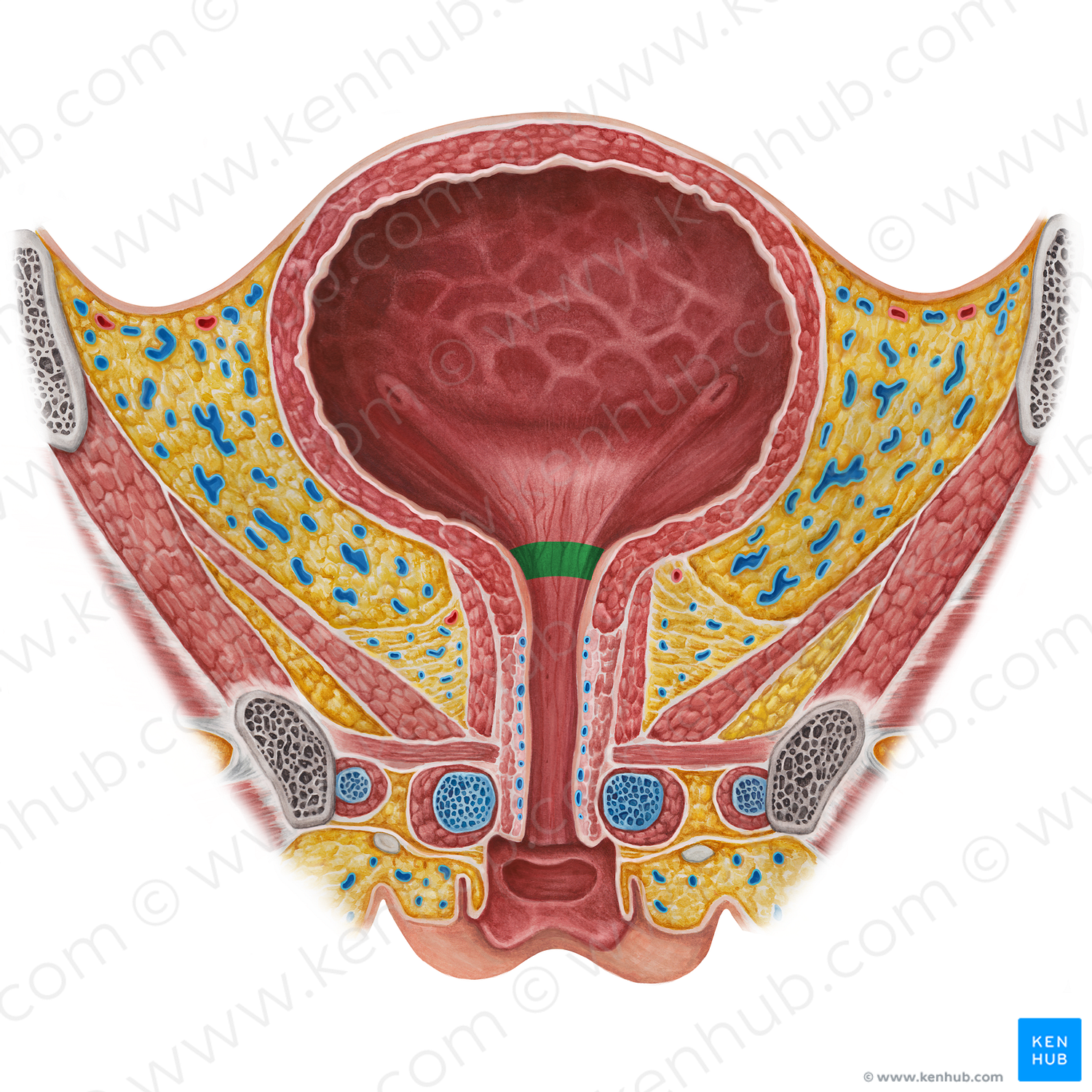 Neck of urinary bladder (#2582)