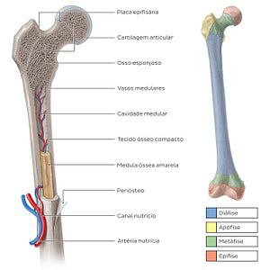 Femur cross section (Portuguese)