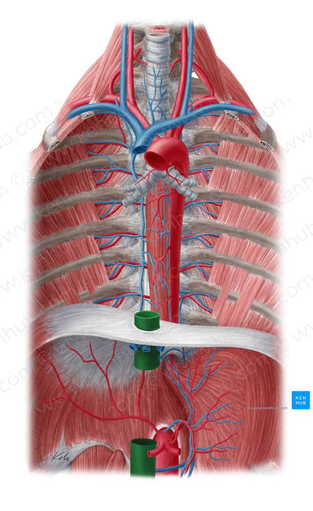 Inferior vena cava (#10066)