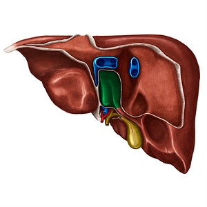 Caudate lobe of liver (#4774)