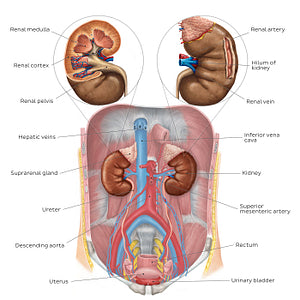 Urinary system - Overview (English)