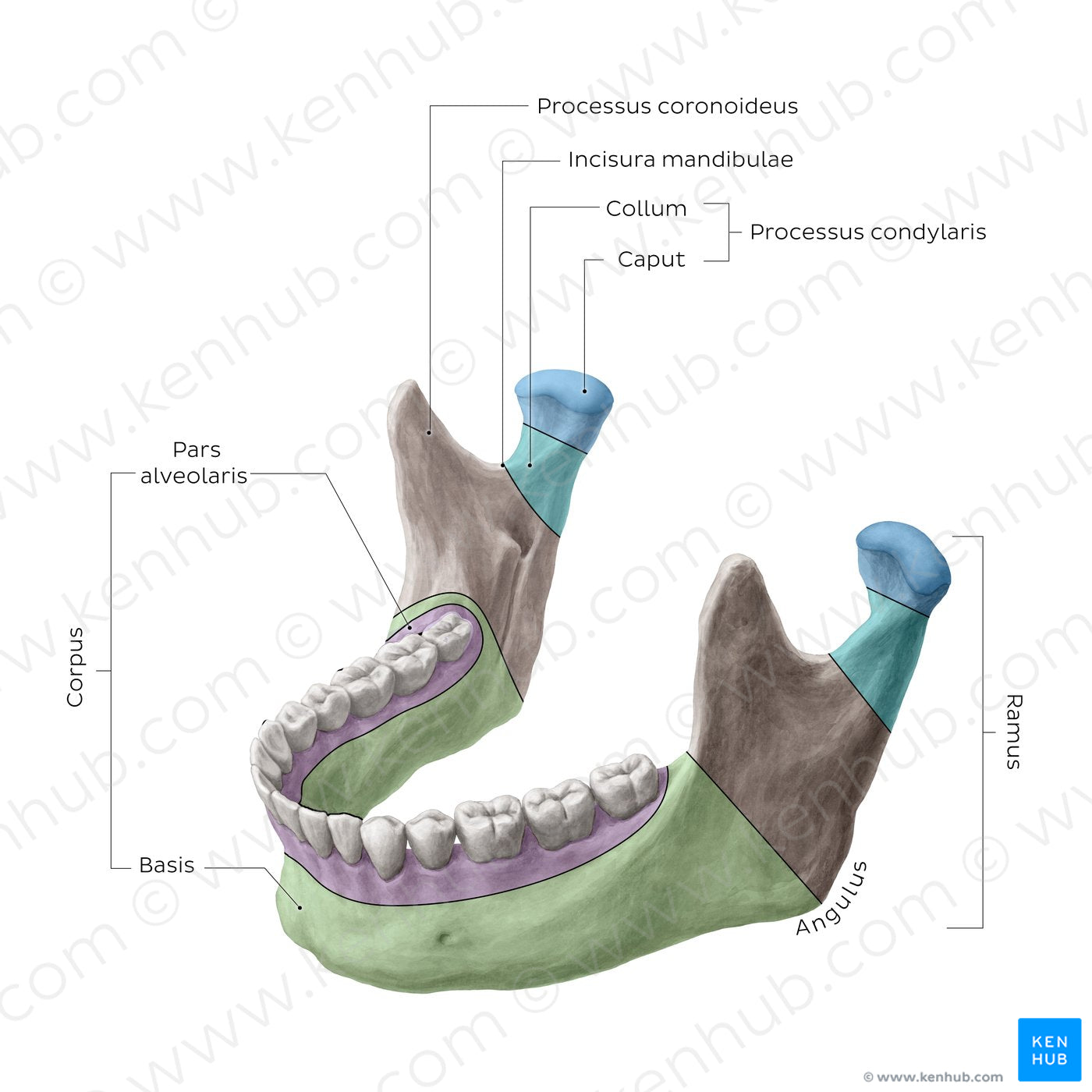 Mandible (Parts) (Latin) – Kenhub Image License Store