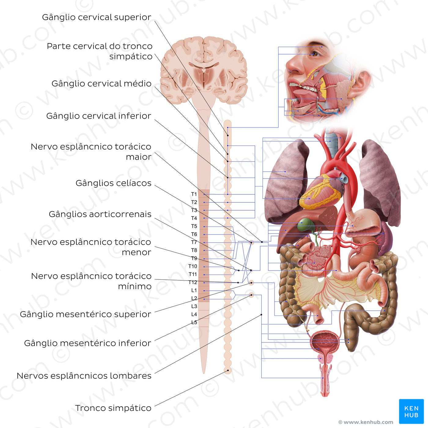 Autonomic nervous system - sympathetic nervous system (Portuguese)