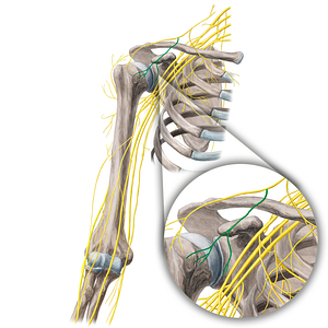 Intermediate supraclavicular nerves (#21681)