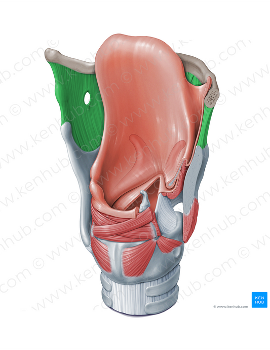 Thyrohyoid membrane (#18328)