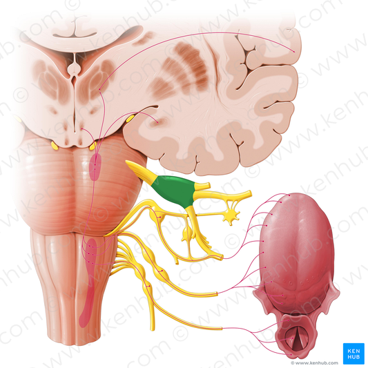 Trigeminal ganglion (#4041)