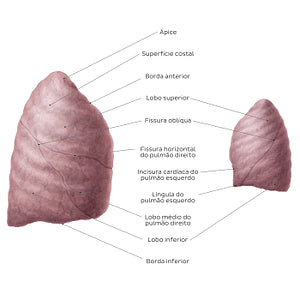 Lateral views of the lungs (Portuguese)
