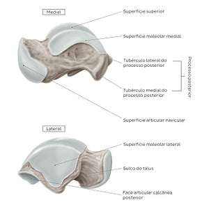 Talus (Medial and lateral view) (Portuguese)