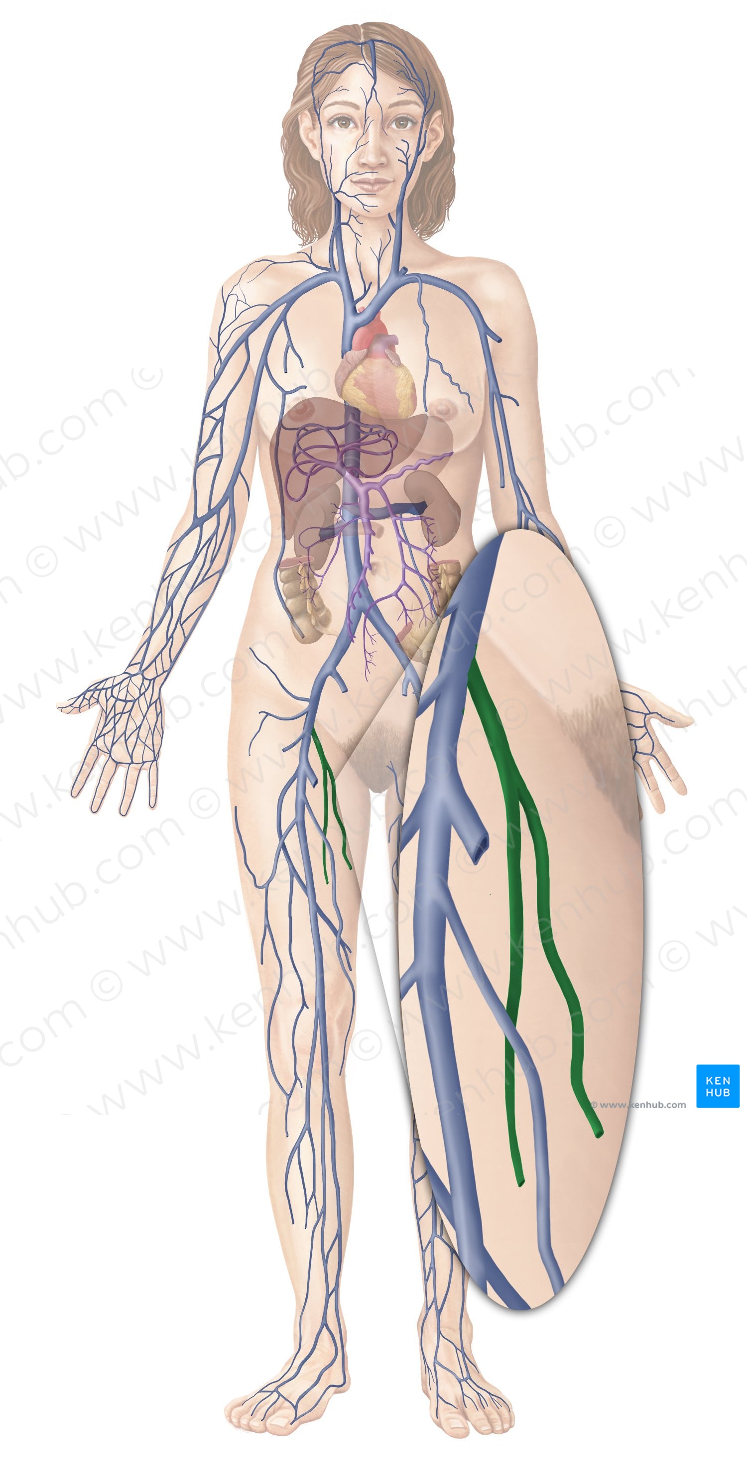 Deep femoral vein (#10495)