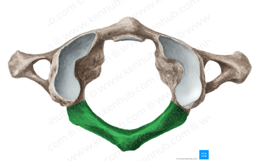 Posterior arch of atlas (#851)